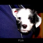 Floh